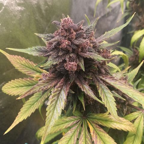 Blue Dream Matic growlog timeline photo