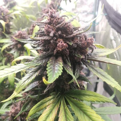 Blue Dream Matic growlog timeline photo