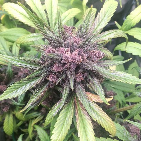 Blue Dream Matic growlog timeline photo