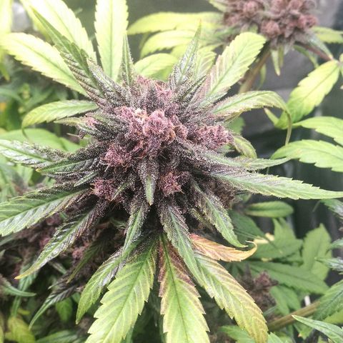 Blue Dream Matic growlog timeline photo