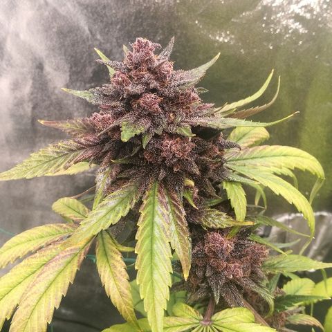 Blue Dream Matic growlog timeline photo