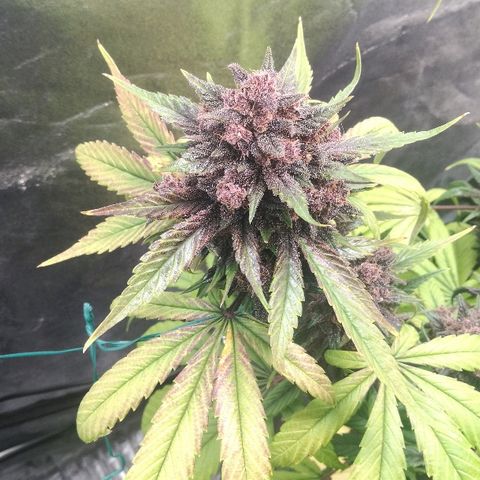 Blue Dream Matic growlog timeline photo