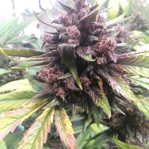 Blue Dream Matic growlog timeline photo
