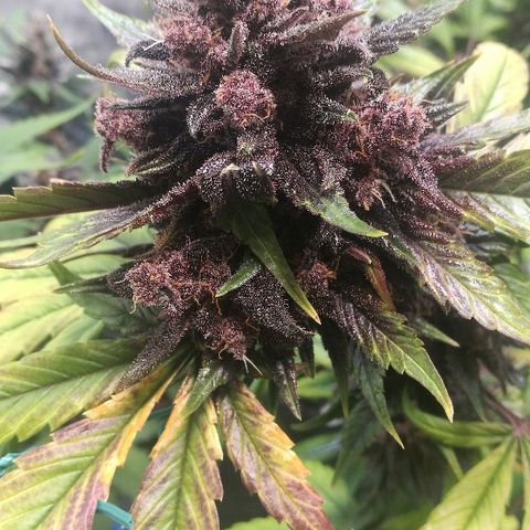 Blue Dream Matic growlog timeline photo