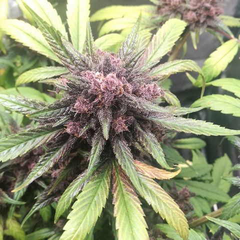 Blue Dream Matic growlog timeline photo