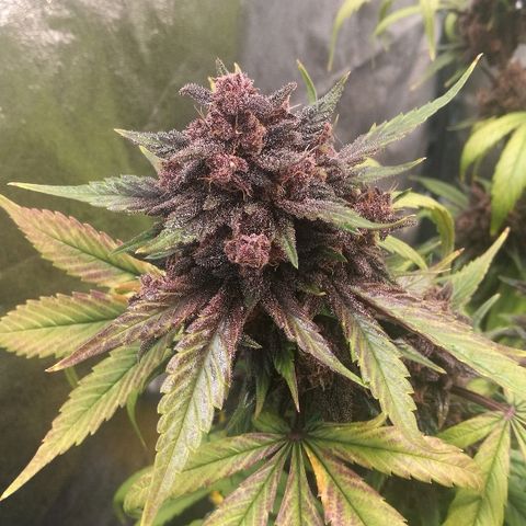 Blue Dream Matic growlog timeline photo