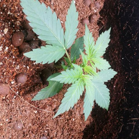 Unknown strain growlog timeline photo