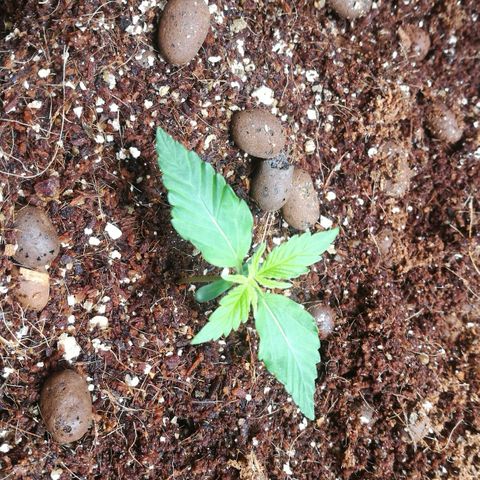 Unknown strain growlog timeline photo