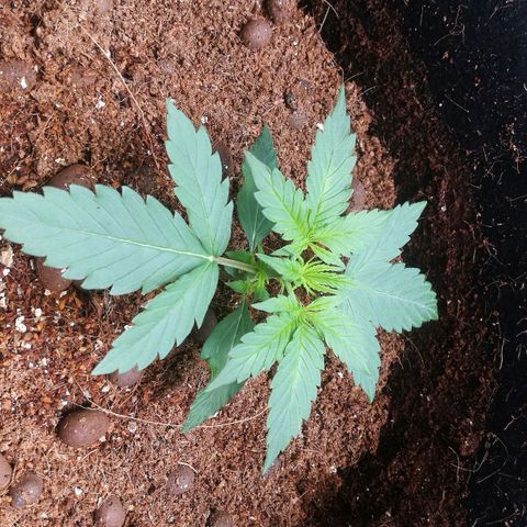 Unknown strain growlog timeline photo