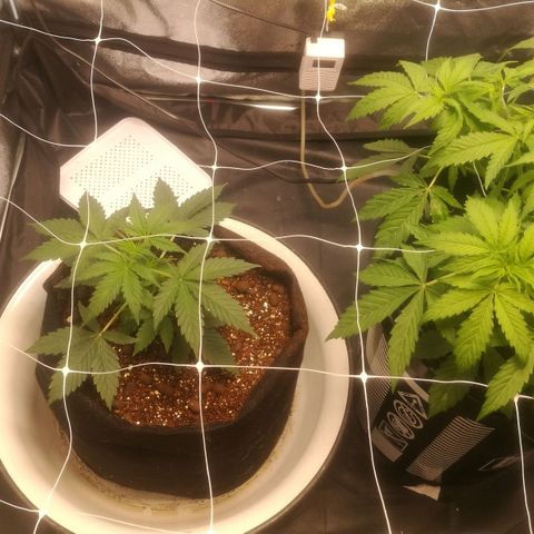 Unknown strain growlog timeline photo