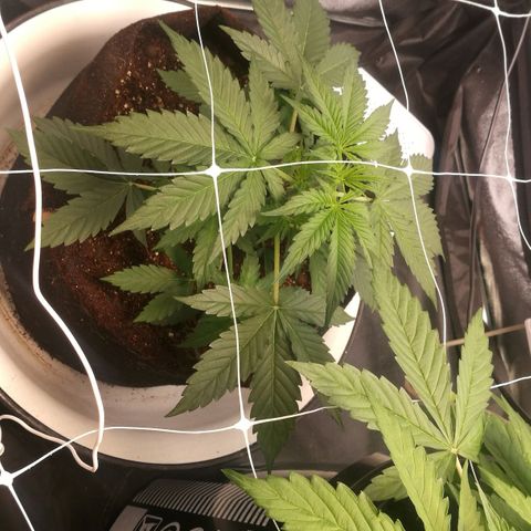 Unknown strain growlog timeline photo