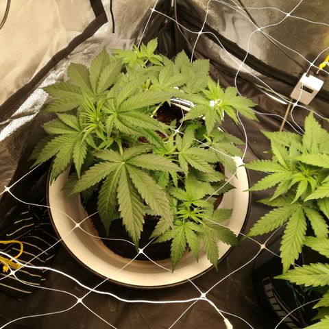 Unknown strain growlog timeline photo