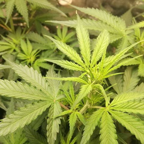 Unknown strain growlog photo: Lol still no flower??? 