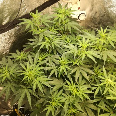 Unknown strain growlog timeline photo