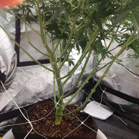 Unknown strain growlog timeline photo