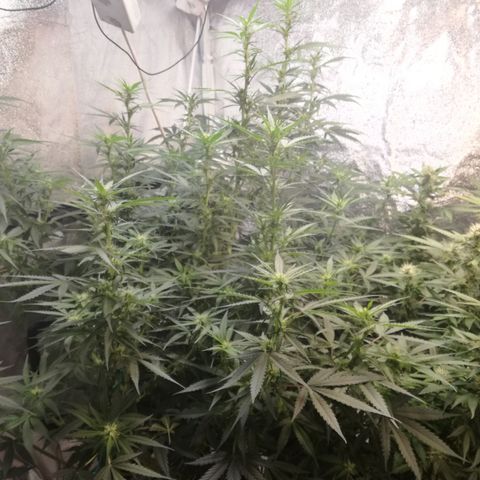 Unknown strain growlog timeline photo