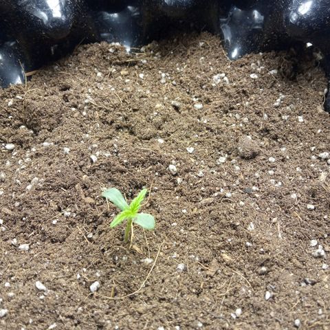 Gorilla king auto  growlog timeline photo