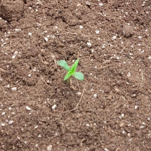 Gorilla king auto  growlog timeline photo