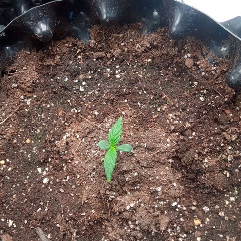Gorilla king auto  growlog timeline photo