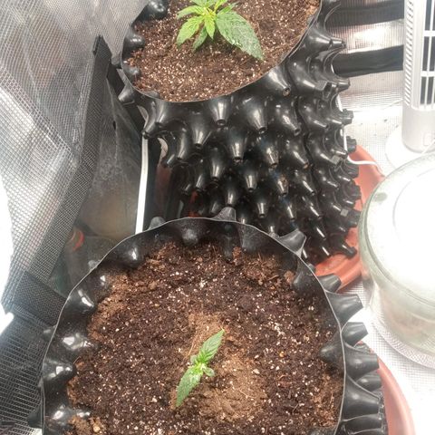 Gorilla king auto  growlog timeline photo