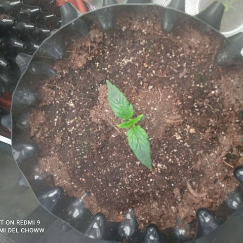 Gorilla king auto  growlog timeline photo
