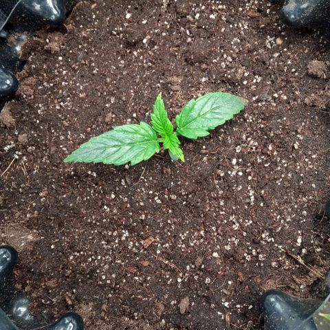 Gorilla king auto  growlog timeline photo