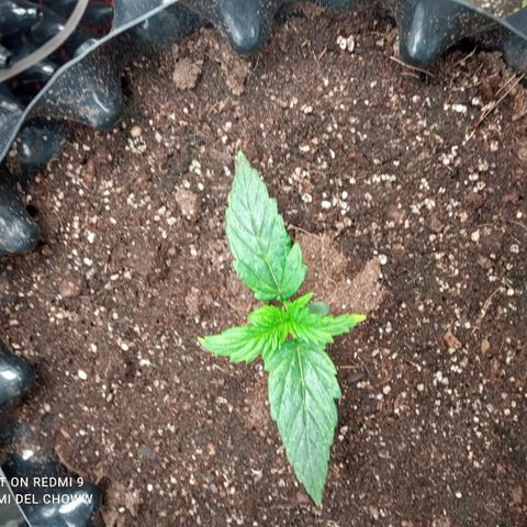 Gorilla king auto  growlog timeline photo