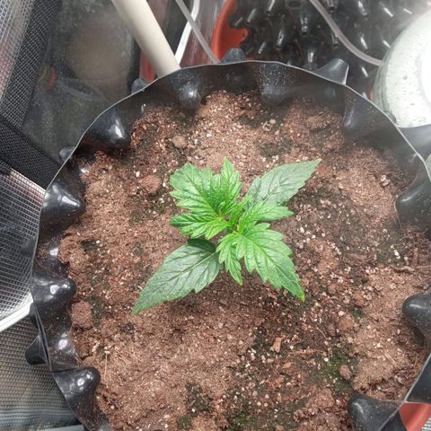 Gorilla king auto  growlog timeline photo