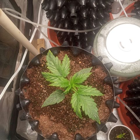 Gorilla king auto  growlog timeline photo