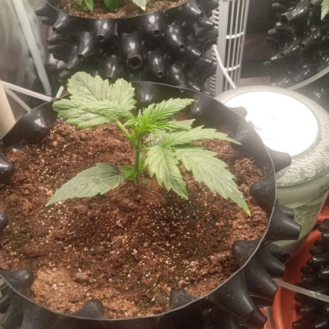Gorilla king auto  growlog timeline photo