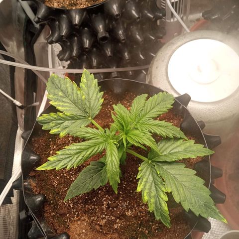 Gorilla king auto  growlog timeline photo