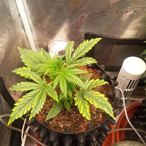 Gorilla king auto  growlog timeline photo