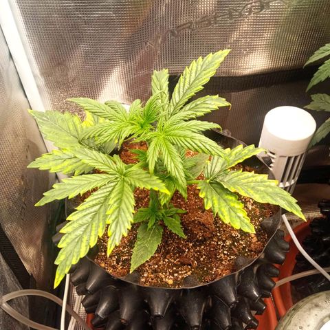 Gorilla king auto  growlog timeline photo