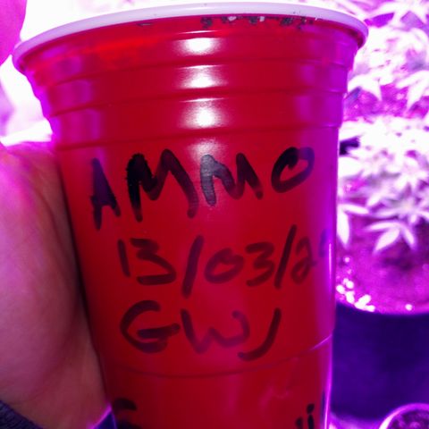 AUTO - AMMO (SOLO CUP CHALLENGE)  growlog timeline photo