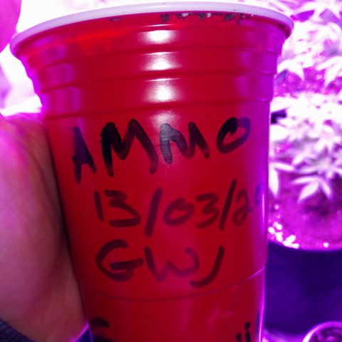 AUTO - AMMO (SOLO CUP CHALLENGE)  growlog timeline photo