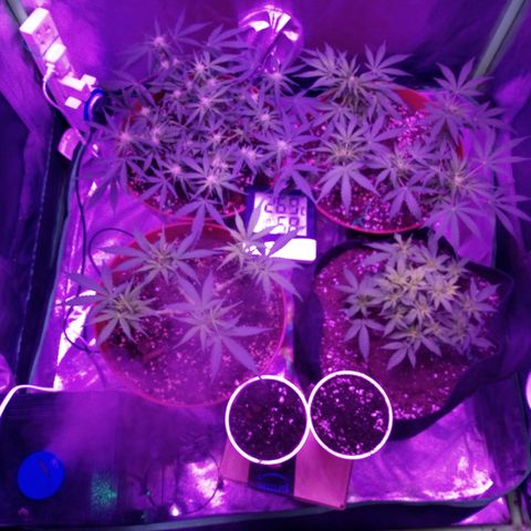 AUTO - AMMO (SOLO CUP CHALLENGE)  growlog timeline photo