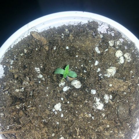 AUTO - AMMO (SOLO CUP CHALLENGE)  growlog timeline photo