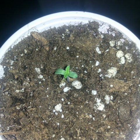 AUTO - AMMO (SOLO CUP CHALLENGE)  growlog timeline photo