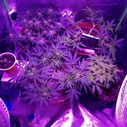 AUTO - AMMO (SOLO CUP CHALLENGE)  growlog timeline photo