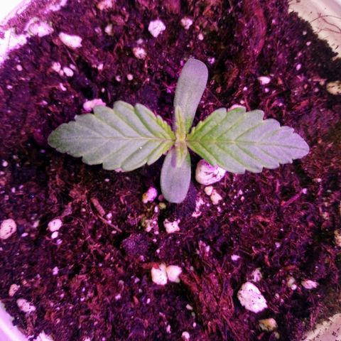 AUTO - AMMO (SOLO CUP CHALLENGE)  growlog timeline photo