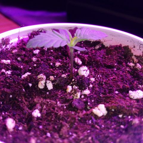 AUTO - AMMO (SOLO CUP CHALLENGE)  growlog timeline photo