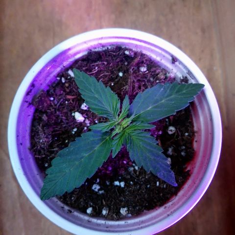 AUTO - AMMO (SOLO CUP CHALLENGE)  growlog timeline photo