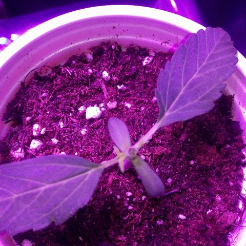 AUTO - AMMO (SOLO CUP CHALLENGE)  growlog photo: LST Gone wrong