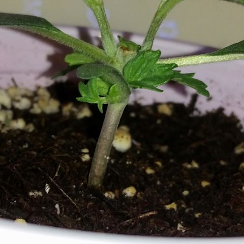 AUTO - AMMO (SOLO CUP CHALLENGE)  growlog timeline photo