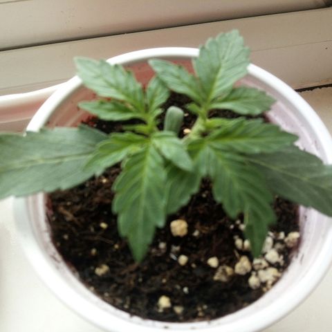 AUTO - AMMO (SOLO CUP CHALLENGE)  growlog timeline photo