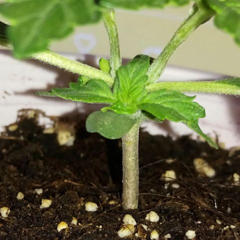 AUTO - AMMO (SOLO CUP CHALLENGE)  growlog timeline photo