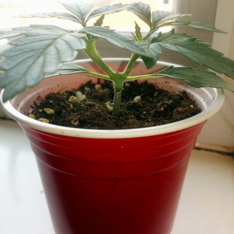 AUTO - AMMO (SOLO CUP CHALLENGE)  growlog timeline photo