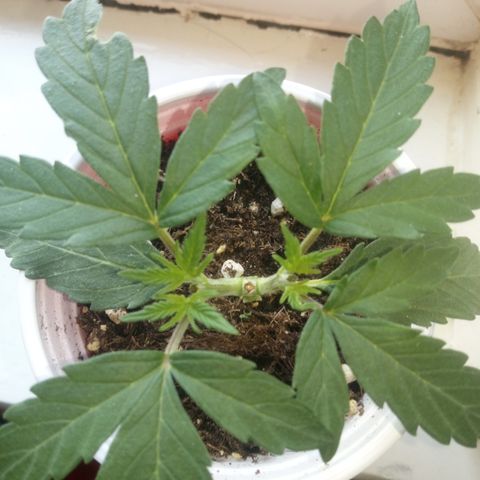 AUTO - AMMO (SOLO CUP CHALLENGE)  growlog timeline photo