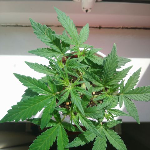 AUTO - AMMO (SOLO CUP CHALLENGE)  growlog timeline photo