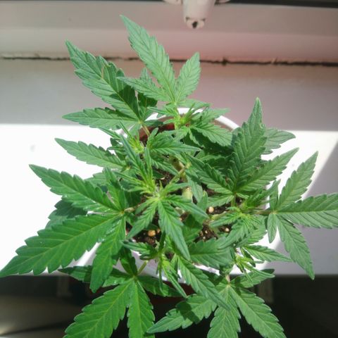 AUTO - AMMO (SOLO CUP CHALLENGE)  growlog timeline photo